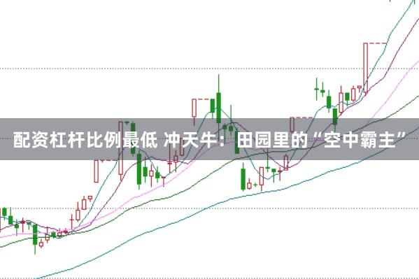 配资杠杆比例最低 冲天牛：田园里的“空中霸主”